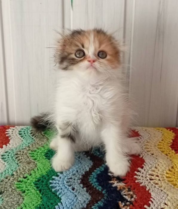 Найкраща дівчинка.  Кошенята,  котёнок