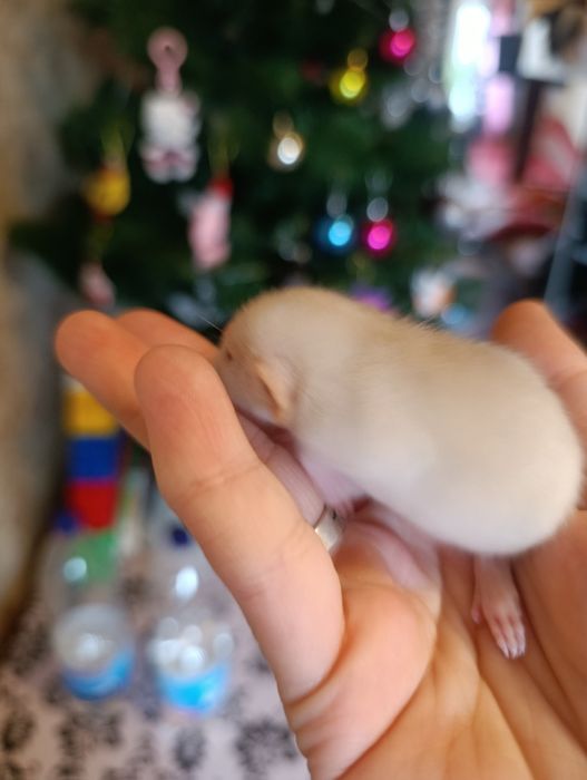 Продаються ручні крисенята.