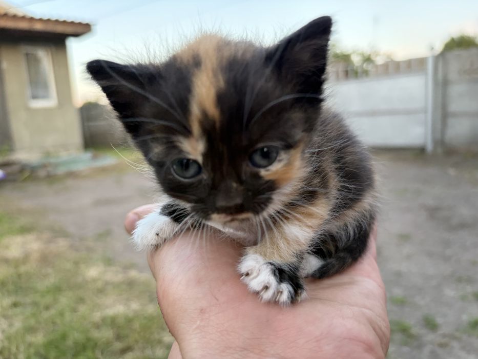 Віддам кошеня у добрі руки