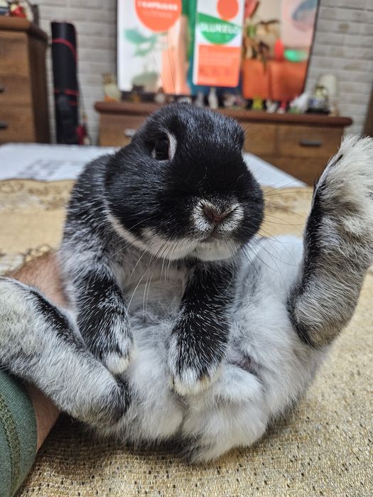 Netherland Dwarf  Króliczek  miniaturka Karzełek