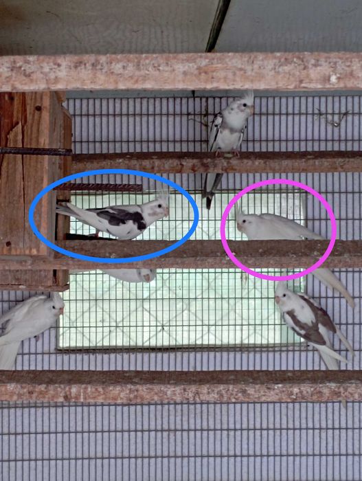 Casal de caturras prontas a criar