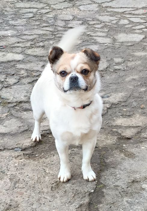 Suczka  oddam w dobre ręce