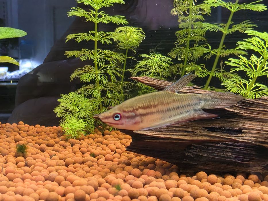 Gourami Croador (Trichopsis Vittata)