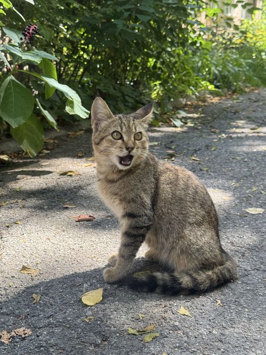 Кошеня у добрі руки