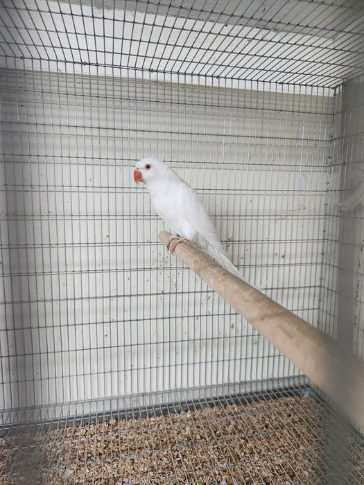 Ring Neck Albino 2026