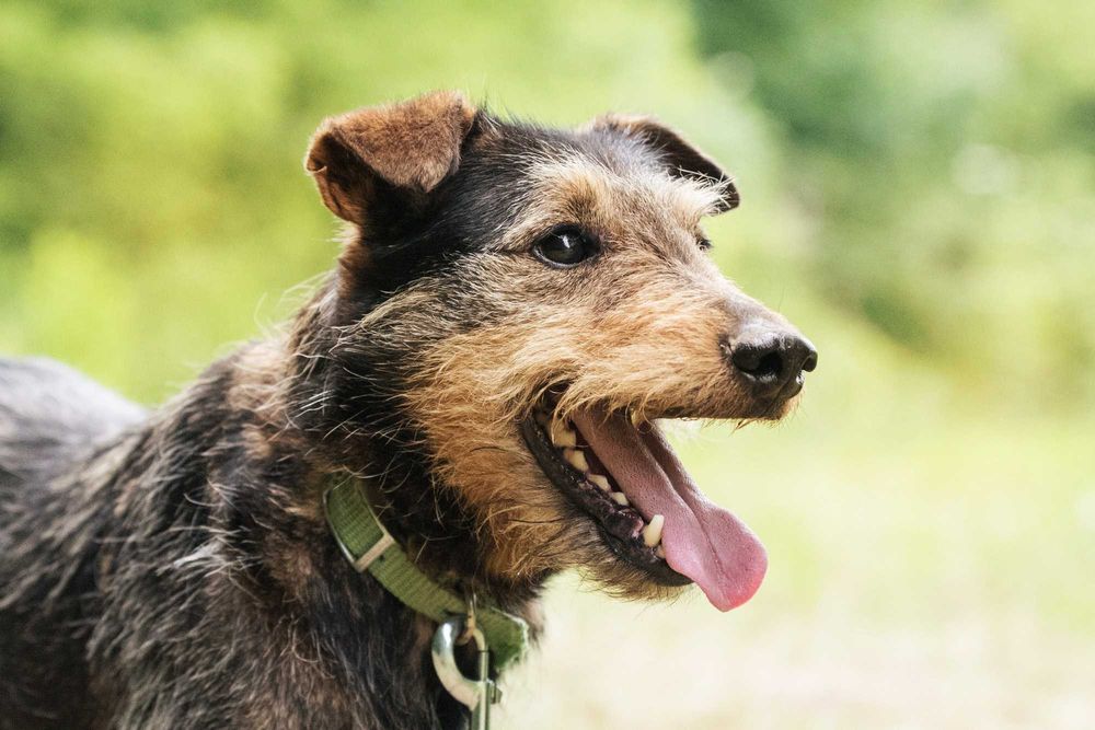 Wspaniały trójłapek w typie terriera - pokochaj Legora
