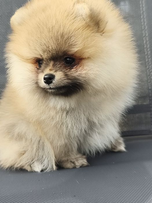 Pomeranian szpic miniaturowy FCI ZKwP