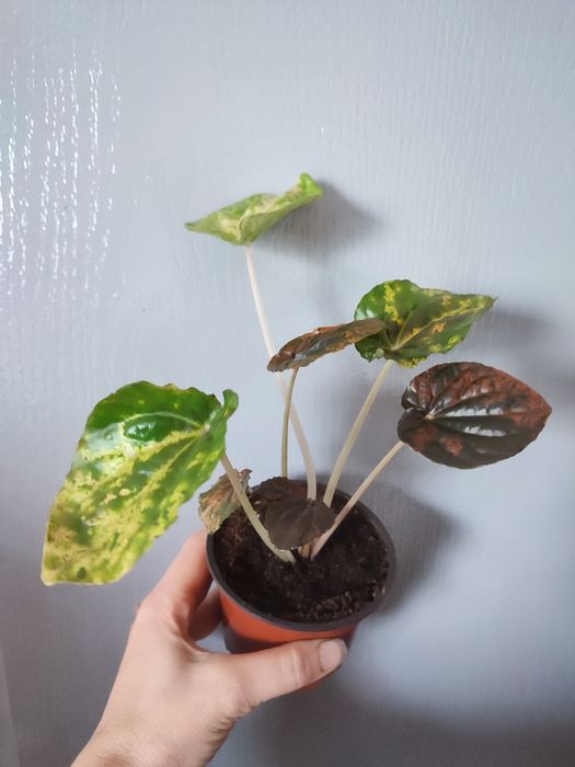 Пеперомія,новий сорт Пікасо