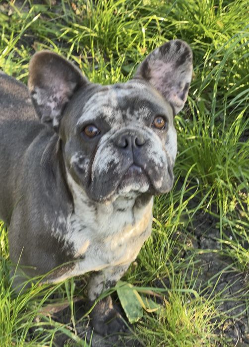 Французкий бульдог три года