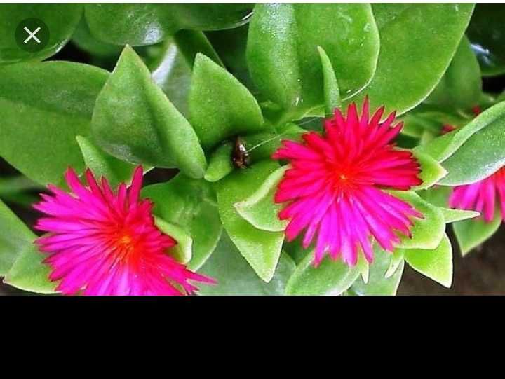 Комнатные цветы...