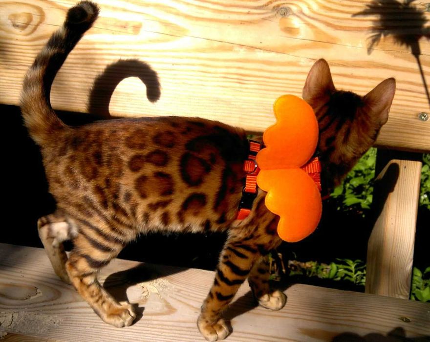 Яскраві бенгалочки в червоному. Документи WCF