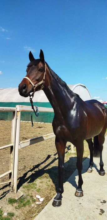 Klacz angielska 13 lat