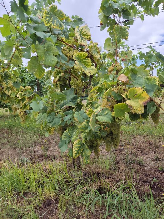 Uvas Brancas e/ou Tintas em bardo