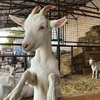 Козенята високопородних  кіз