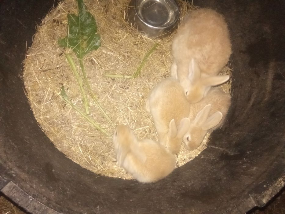 Ótimos coelhos grandes