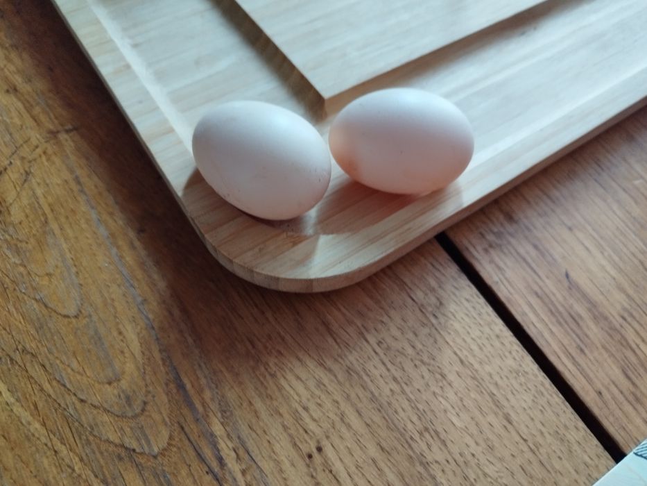 Jajka lęgowe kur chabo czarnych