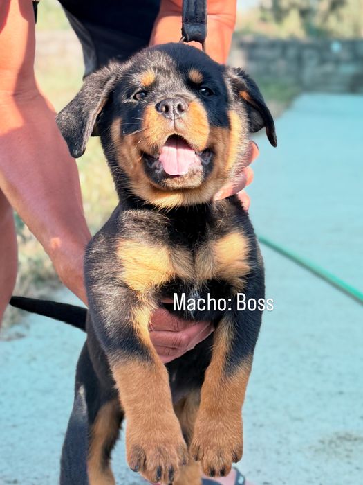 Rottweiler com LOP – Excelente Linhagem