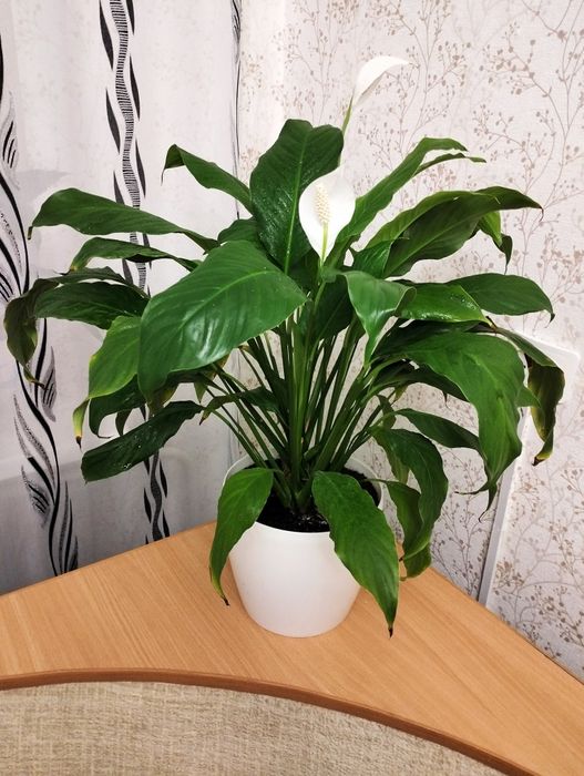 Продам Комнатные растения