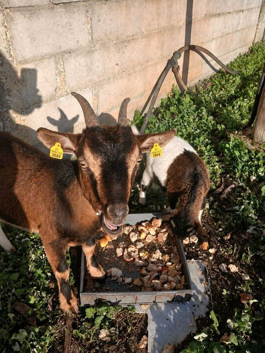 Vender cabras anas