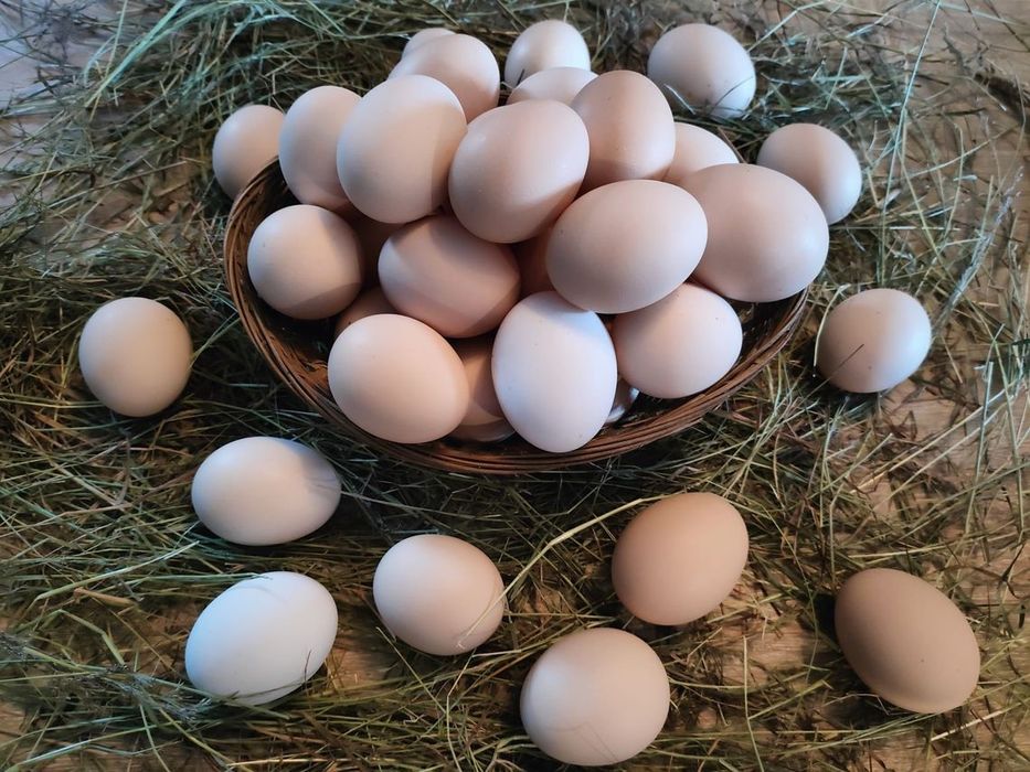 Świeże jajka. Zapraszam