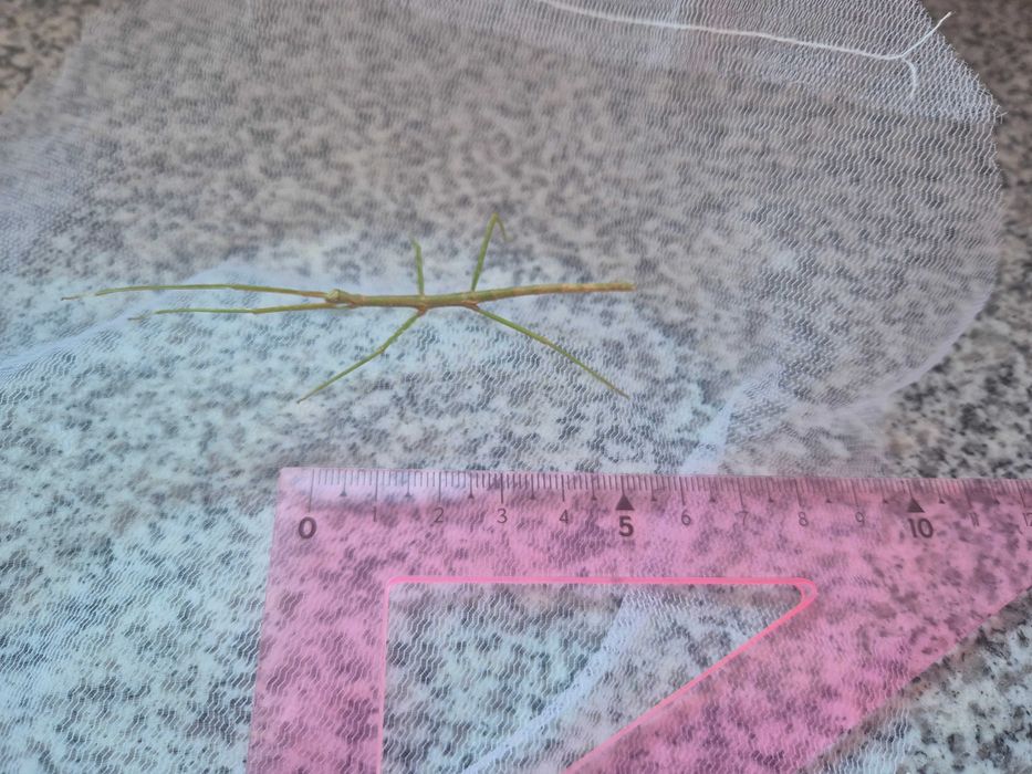sprzedam patyczak rogaty Medauroidea extradentata odbiór Dobrzykowice