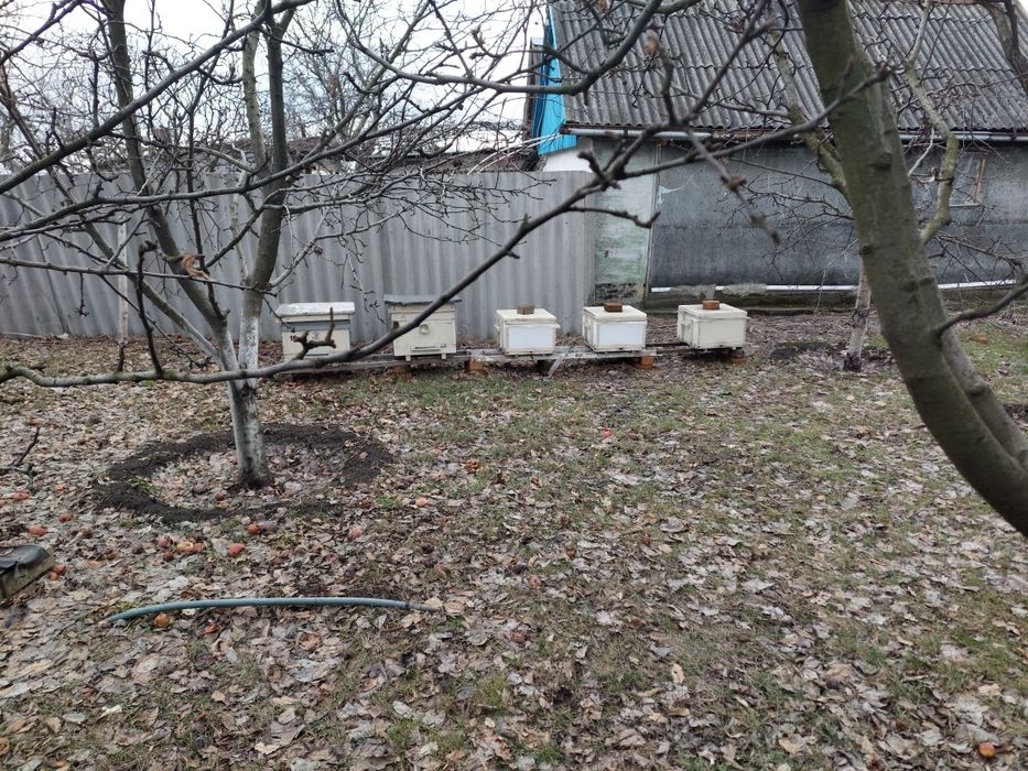 Улики из пенополистирола, ульи пенополистироля, и деревянные вулики