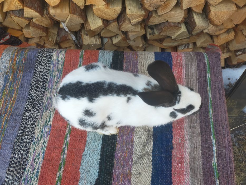 Кролики. Строкачі та Шиншила.