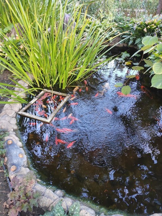 Рыбы.Карпы КОИ, из своего водоёма