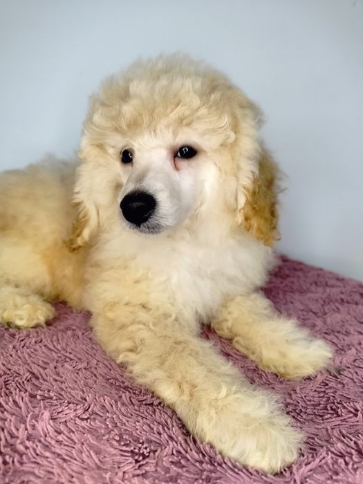 ZAREZERWOWANA. Pudel Miniatura, apricot-beżowa