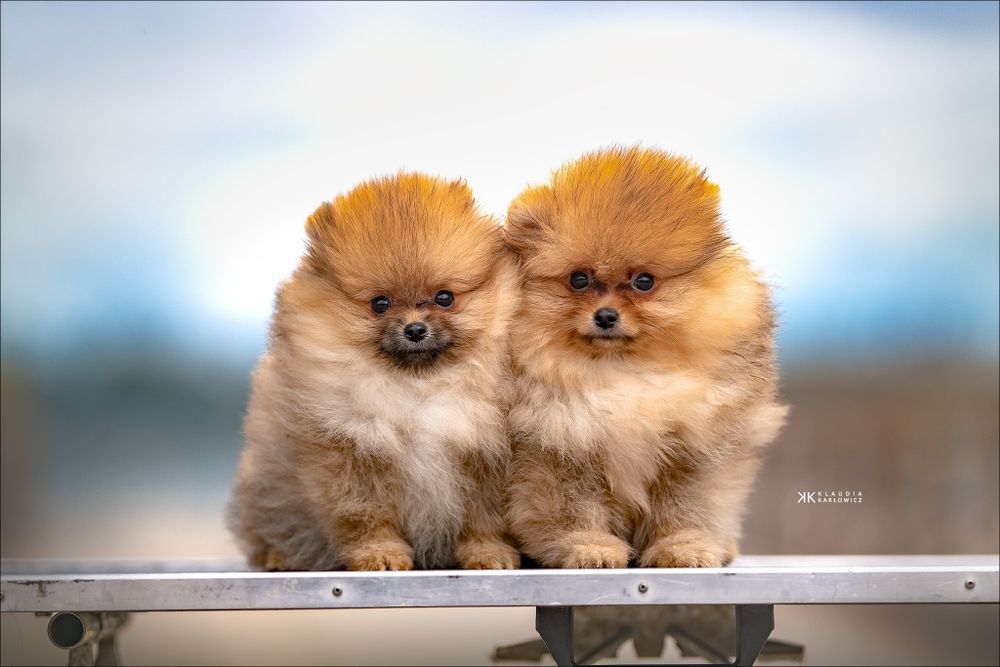 Piesek pomeranian 12tyg