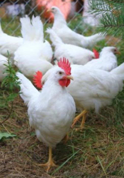 Куры старка и молодка