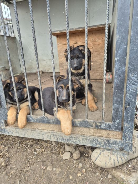 Продам цуценят породи Німецька вівчарка