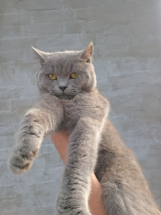 Бескоштовно в добрi руки