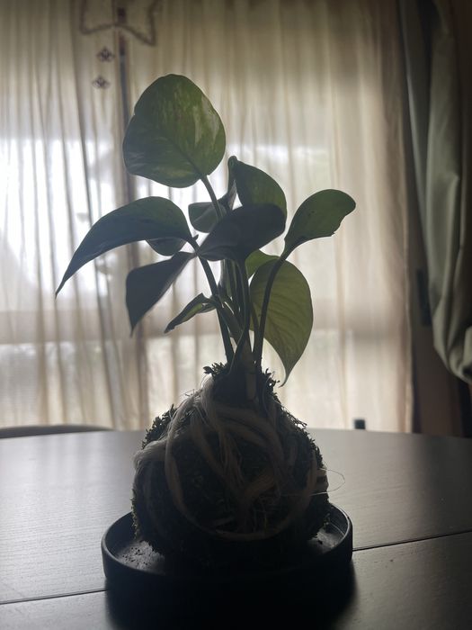 Kokadama de Giboio