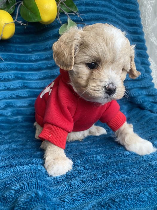 Бебі фейс красиві мальтипу