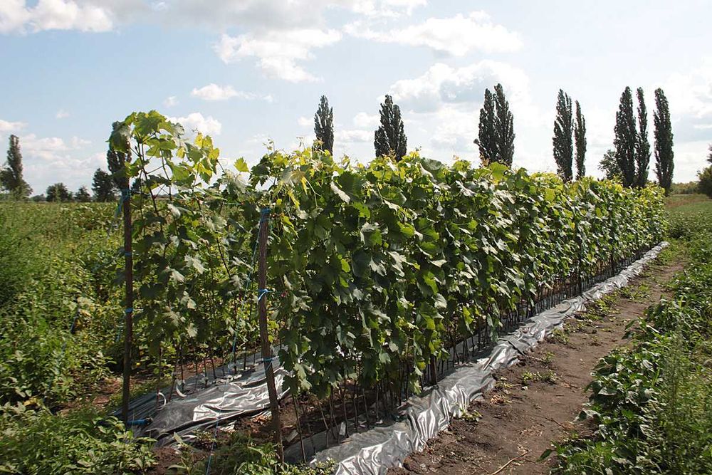 Саджанці винограда весна  2026. Киш Миш, Столовий