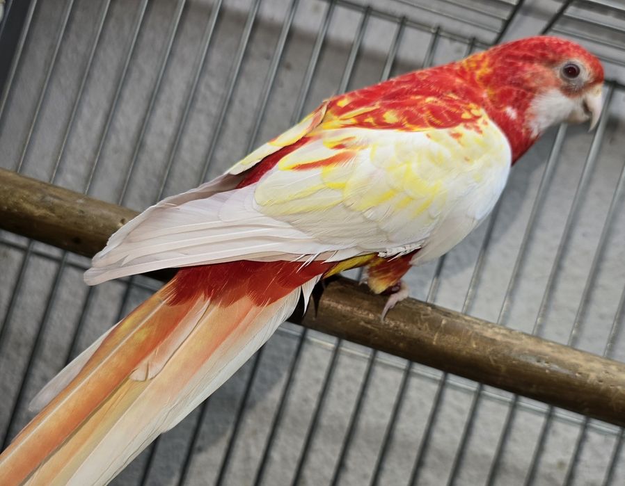 Roselias varias mutações