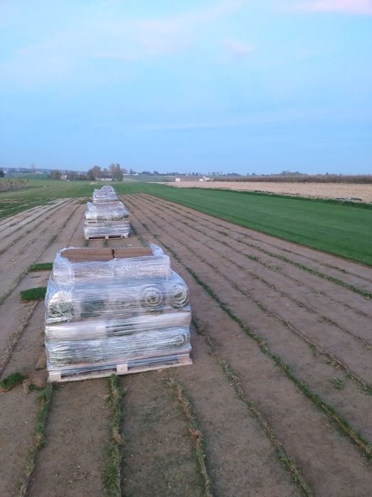 Trawa z rolki Barenbrug, Plantacja ok. Lublina, Trawa w rolce