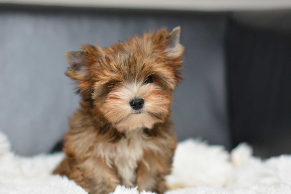 Yorkshire Terrier