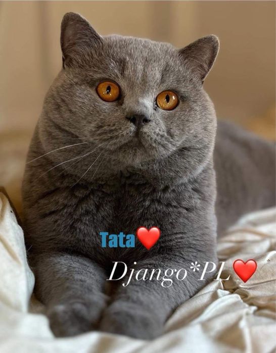 Odbiór styczeń  po utytulowanych przodkach kocurek brytyjski niebieski