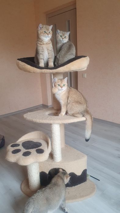 Розплідник пропонує дівчинку золотої шиншили в дорогому кольорі ny12