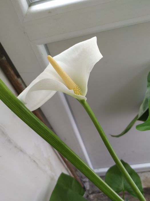 Красула кімнатна рослина вазонок ,денежное дерево