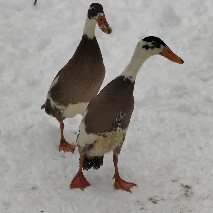 Kaczki biegusy indyjskie sarnie i cayuga