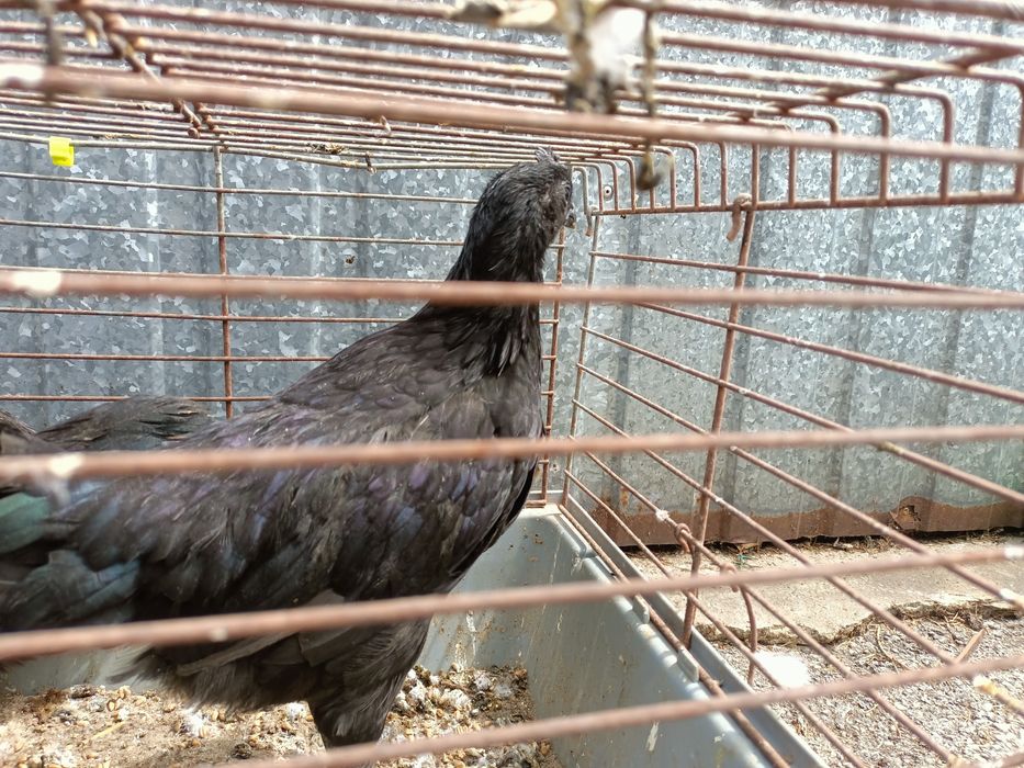 Ayam cemani  kury ozdobne 2026r