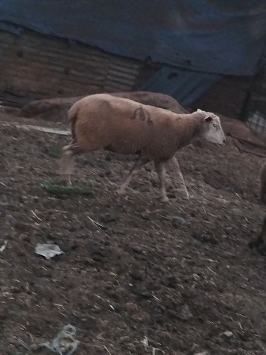Vende se 57 ovinos