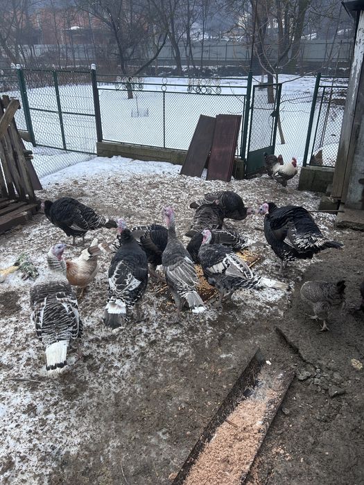 молоді індики,ціна в оголошенні за парку