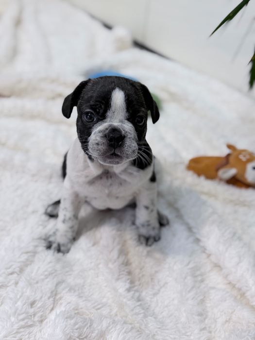 Bulldog Francês lindo e excelente menino