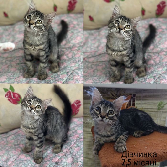 Большой выбор тигровых котят