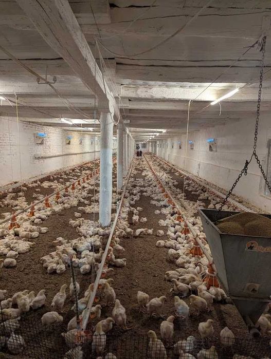 Продаж рентабельної птахоферми поблизу Городище. Кури як бізнес
