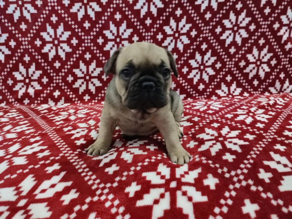 Французький бульдог